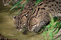 Two young Fishing cats {Prionailurus / Felis viverrinus} drinking. Captive.