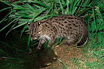 Young Fishing cat {Prionailurus / Felis viverrinus} by water, captive
