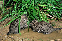 Two young Fishing cats {Prionailurus / Felis viverrinus} play-fighting. Captive.