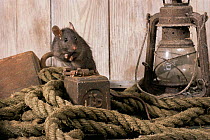 Black rat {Rattus rattus} amidst rusting metal items and rope - ships tackle. Captive. UK.