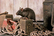 Black rat {Rattus rattus} amidst rusting metal items + rope. Captive. UK.