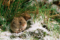 Field vole {Microtus agrestis} in snow and grass Captive. UK