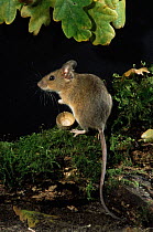 Yellow-necked mouse {Apodemus flavicollis} on moss covered log, Captive, UK,