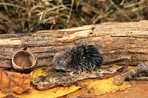 Lesser / Pygmy shrew {Sorex minutus} to acorn cup for size. Captive. UK.
