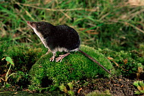 European water shrew {Neomys fodiens} on moss covered rock smelling the air. Captive. UK.