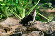 European water shrew {Neomys fodiens} on rocks smelling the air. Captive. UK.