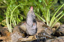 European water shrew {Neomys fodiens} on rocks smelling the air. Captive. UK.