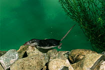 European water shrew {Neomys fodiens} swimming underwater. Captive. UK.