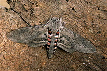 Convolvulus hawk moth {Agrius convolvuli} resting on tree trunk. UK.