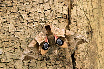 Eyed hawk moth {Smerinthis ocellatus} resting on tree trunk. UK.