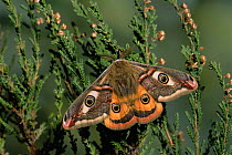 Emperor moth {Saturnia pavonia} resting on heather. UK.