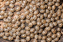 Large group of 22-spot ladybirds {Thea viginiduopunctata} hibernating.