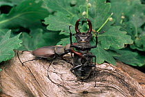 Two Stag beetle {Lucanus cervus} males fighting. Captive. UK.