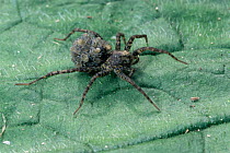 Wolf spider {Pardosa sp.} female carrying babies on her back. UK.