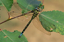 Southern hawker dragonfly {Aeshna cyanea} male resting on Sallow. UK.