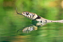 Grass snake {Natrix natrix} swimming, Captive, UK