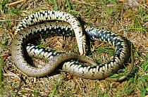 Grass snake {Natrix natrix} feigning death. UK.