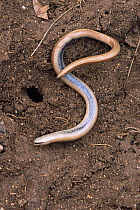 Slow worm {Anguis fragilis} feigning death. UK.