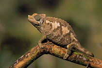 Jackson's chameleon {Chamaeleo jacksonii} female on branch. Captive. UK.