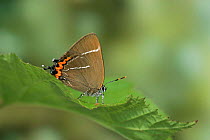 White letter hairstreak butterfly {Satyrium w-album} resting. Captive. UK.