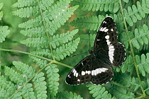 White admiral butterfly {Limenitis camilla} resting on bracken. UK.