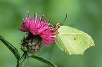 Brimstone butterfly {Gonepteryx rhamni} resting on flower. UK.