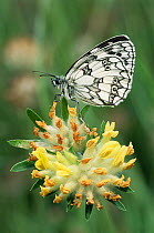 Marbled white butterfly {Melanargia galathea} resting on flower. UK.
