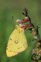 Clouded yellow butterfly {Colias crocea} resting on flower. UK.