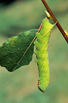 Poplar hawk moth caterpillar {Laothoe populi}. UK.