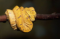 Yellow form of the Green tree python {Chondopython viridis} coiled in branch. Captive