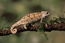 Two lined chameleon {Chamaeleo bitaeniatus} male on a branch. Captive
