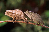 Male + female African stump tailed chameleons {Rhampholeon brachyurus}. Captive