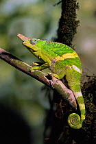 Fischer's chameleon {Bradypodion fischeri} male on a branch. Captive, UK.
