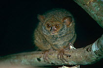 Diana's tarsier {Tarsius dentatus / dianae} Sulawesi, Indonesia. Vulnerable