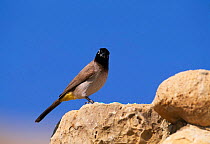 Common bulbul {Pycnonotus barbatus} perched on rocks, Israel.