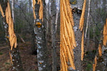Bark of grey alder trees {Alnus incana} stripped by moose {Alces alces) Estonia.