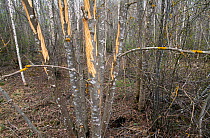 Bark of grey alder {Alnus incana} stripped by moose {Alces alces) Estonia.