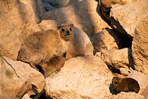 Rock hyrax {Procavia capensis} female with young amongst rocks, Israel.