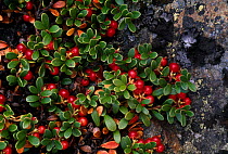 Kinnikinnick / Bearberry bush {Arctostaphylos uva ursi}, Norway.
