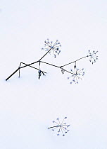 Angelica stems {Angelica sp.} in snow. Norway.