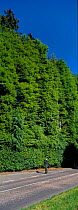 Meikleor beech hedge {Fagus sylvatica} with person. World's tallest. UK.