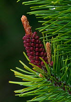 Scots pine {Pinus sylvestris} flower. UK.