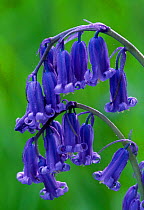 Bluebell flower, UK {Endymion / Hyacinthoides nonscripta}