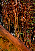 Common lime tree suckers {Tilia x europaea} UK.