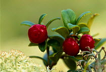 Cowberry fruits {Vaccinium vitis-idaea} Norway.