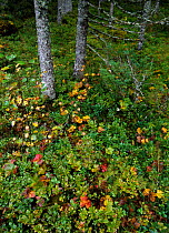 Understorey of Norwegian Boreal / Taiga forest. Norway. Spruce trees and cloudberry.