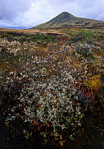 Willow {Salix sp.} growing on mountain slope, Rondane National Park. Norway.