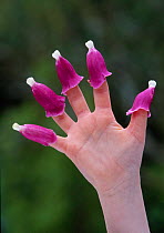 Child's hand with foxglove flowers on every finger. UK.