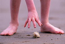 Young boy about to pick up a Common whelk shell {Buccinum undatum} UK.
