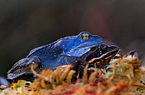 Male + female Moor frogs {Rana arvalis} mating. Estonia.